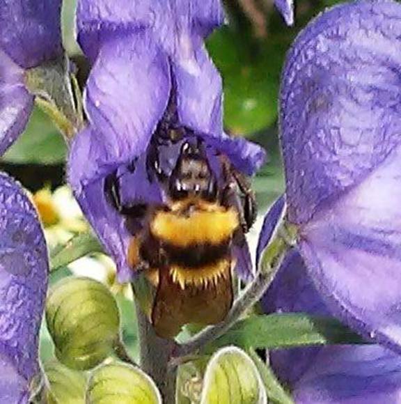 Meet your Posher, Nancy - Picture 1 of 1